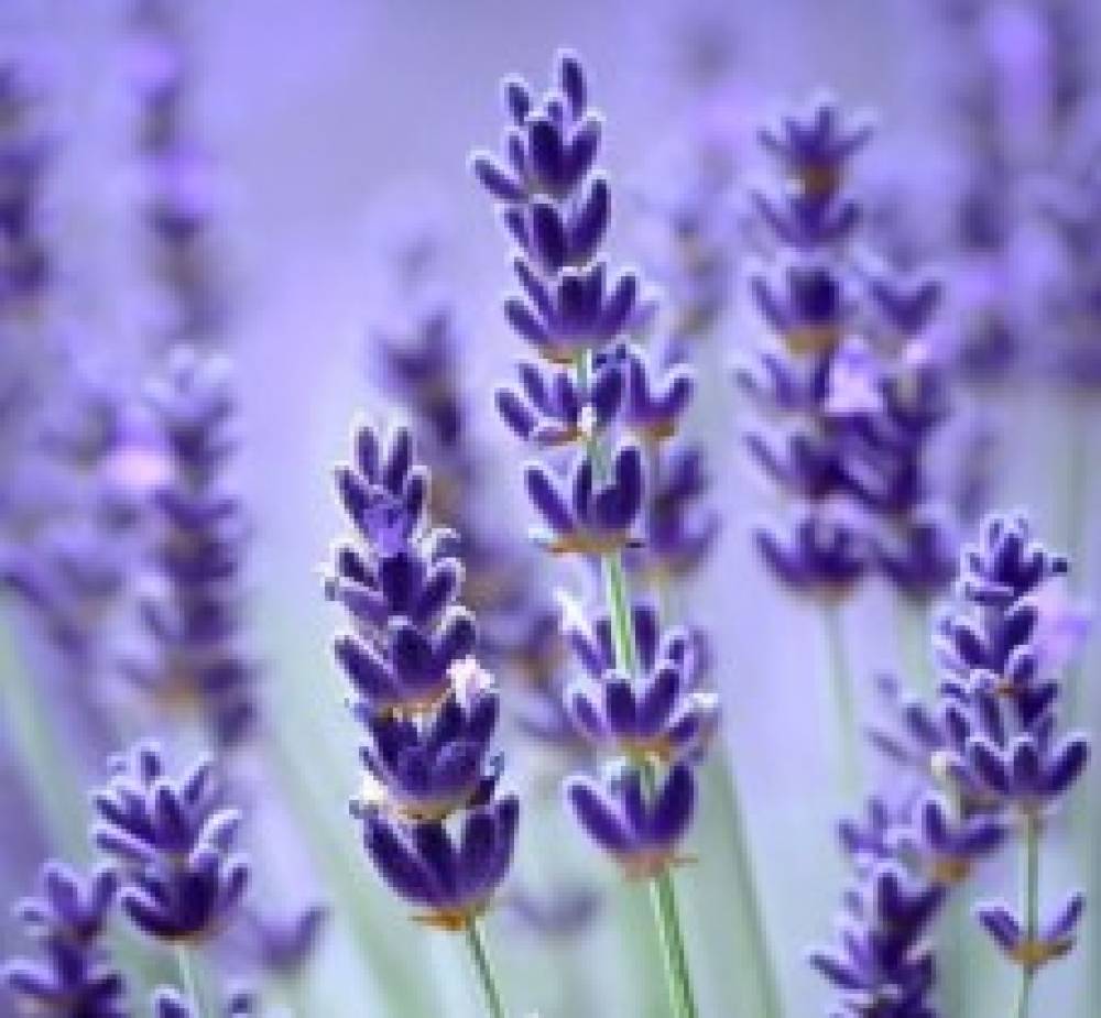 38% OFF Plants for Hedging