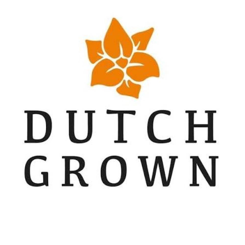Dutch Grown